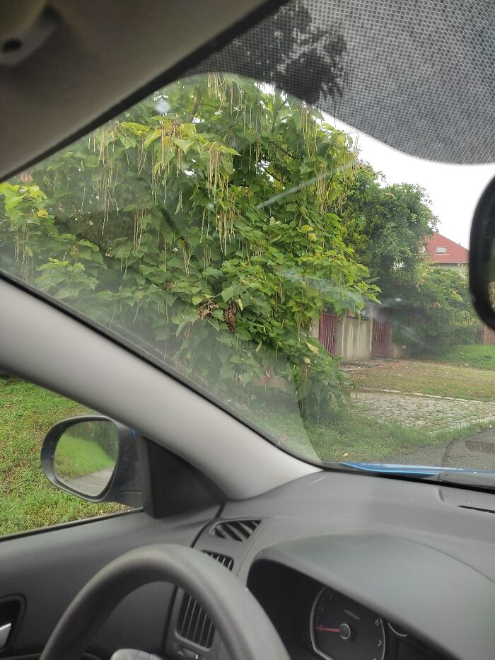 A Katalpa Tree Because I Forgot Its Name And Wanted To Identify It In An App