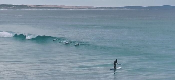 A Surfer Catching Waves With Dolphins
