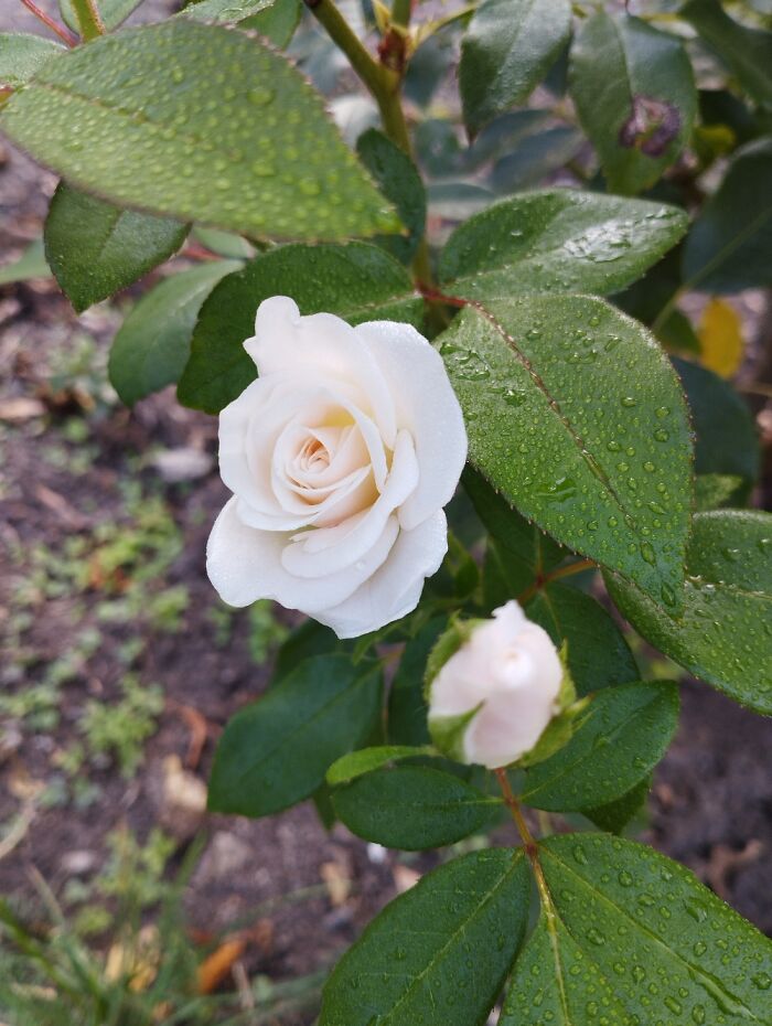 This White Rose, Maybe?