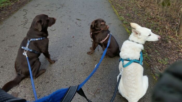 Püppi Or "Oma" 8 Yrs. Ago. (Puppies Are 9 Now) It's Sometimes Sad To Visit Them & Remember