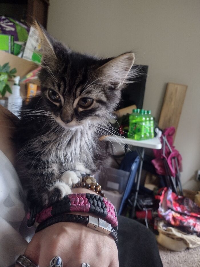 My Fluffy Parrot-Kitty Nizar. Makes It Difficult To Get Ready In The Mornings