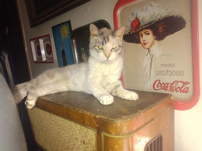 Typsy My Girl 14 Years Strong Praying For A Few More Years