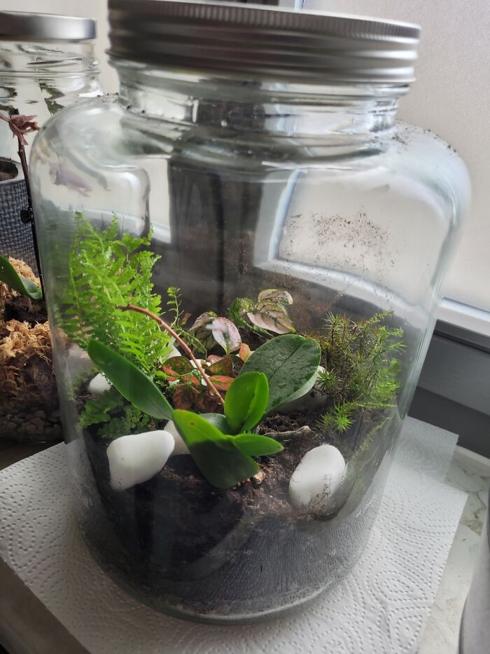 Orchid, Fern, Some Moss And A Mosaic Plant In A Closed Jar