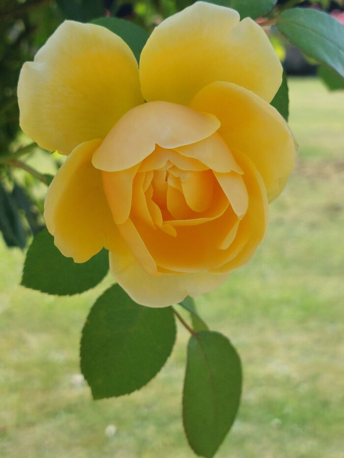 Scented Yellow Rose