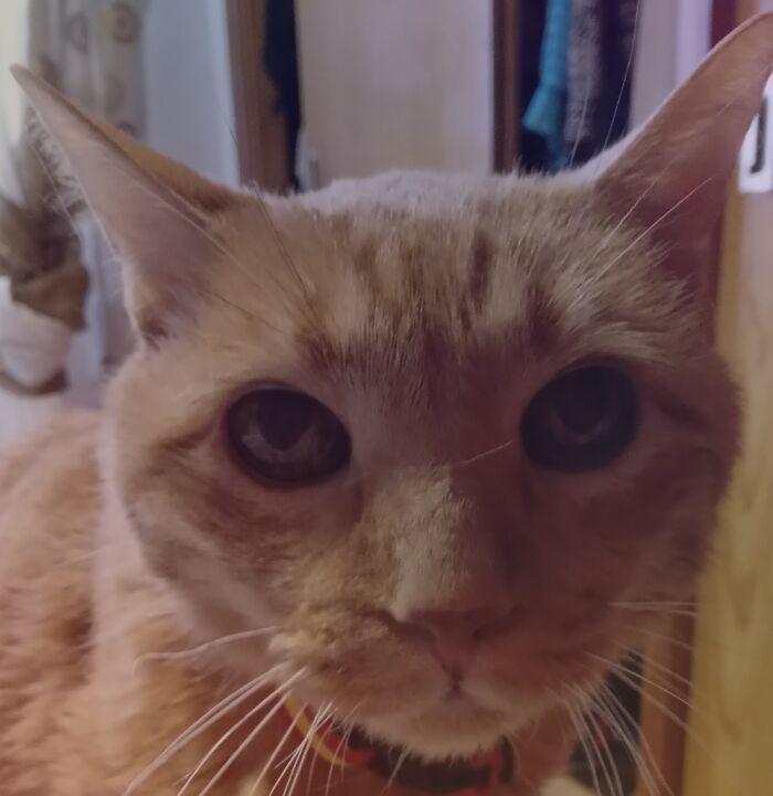 Chester, Saver Of Lives,mender Of Hearts, 24 Years Young