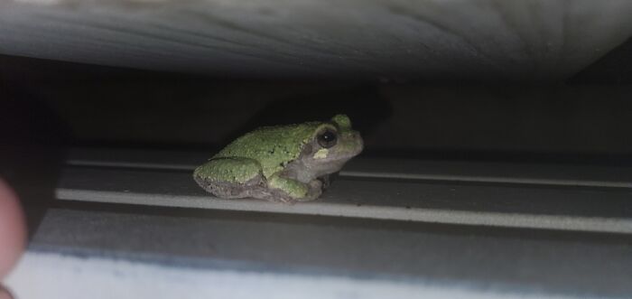 This Bob, He Visited Us While We Were Swimming Every Night Last Summer