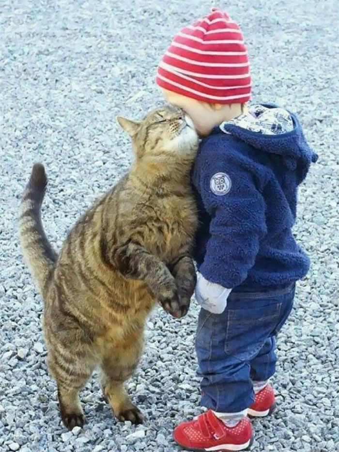 ‘Cats On Catnip’: 50 Funny And Relatable Cat Memes That Show Why The Internet Loves Them So Much