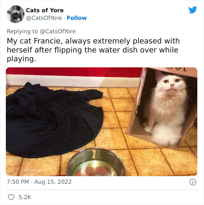 Cats Ruining Stuff Isn&rsquo;t Only A Modern Struggle As It Is Shown In These 24 Pics Through History, Shared By Folks Online