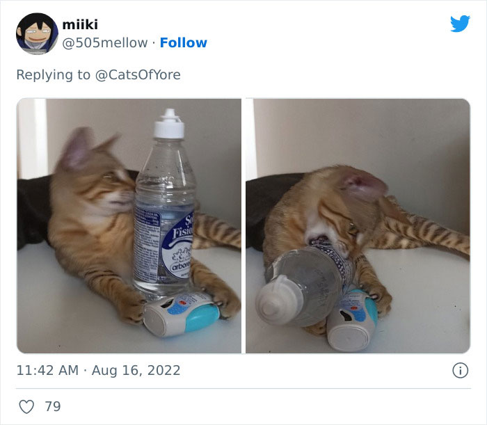 Los gatos destrozando cosas no son un problema moderno, como muestran estas 24 im&aacute;genes a trav&eacute;s de la historia