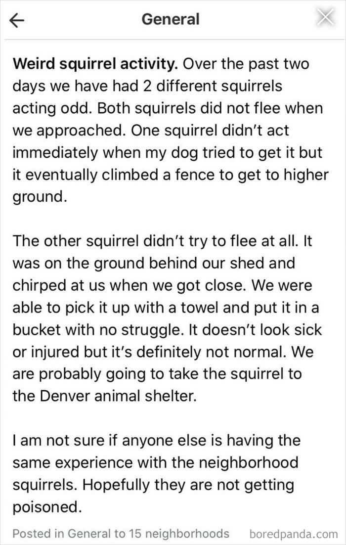 Weird Squirrel Activity!