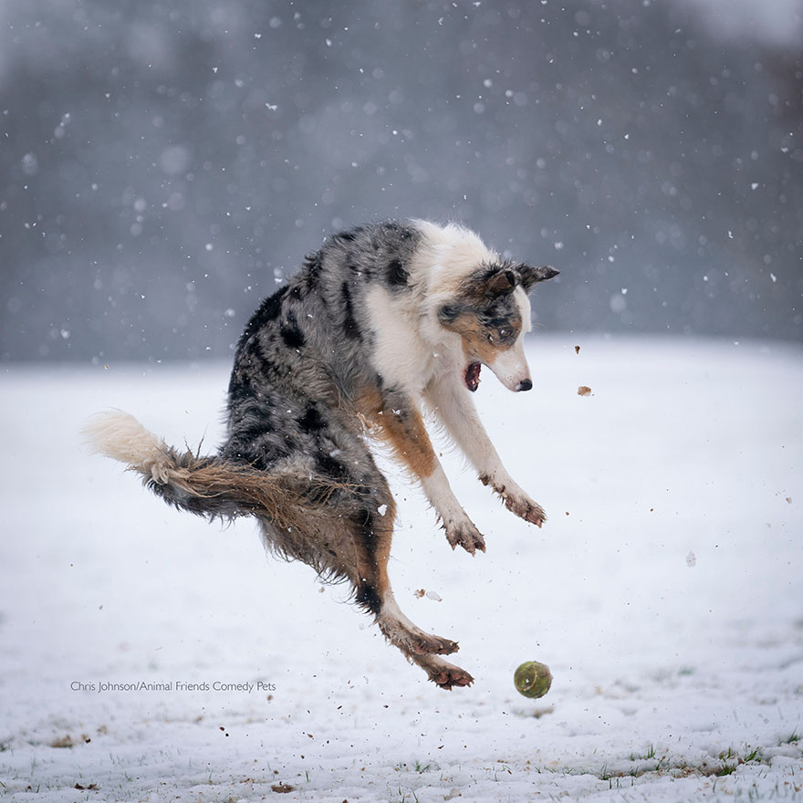 Highly Commended: 'Revenge Of The Tennis Ball' By Christopher Johnson