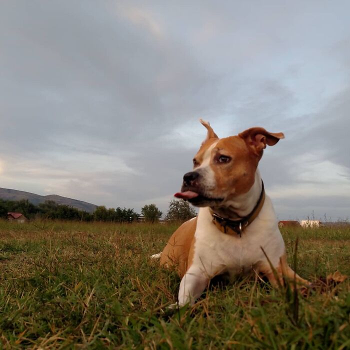 The 5 Most Crucial Life Lessons My Pitbull Dog Dina Taught Me (32 Pics)