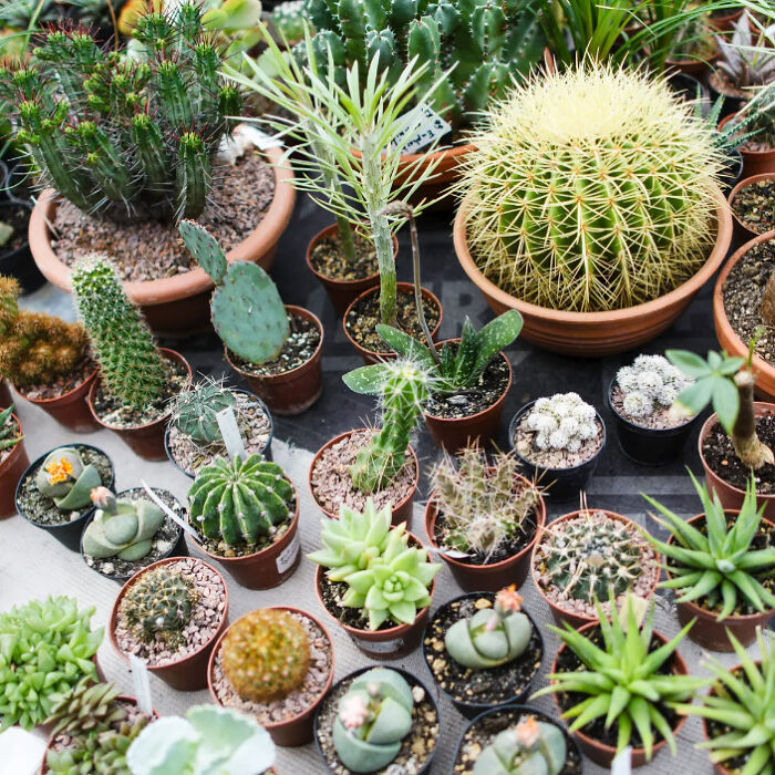 Hey Pandas, Show Me Your Plant Babies! (Closed)