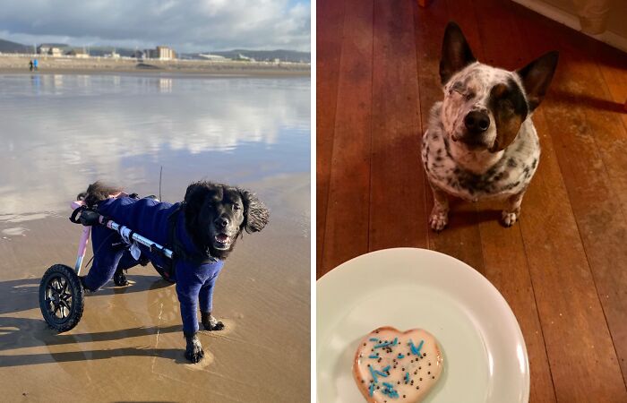 Hey Pandas, Post A Picture Of Your Special Needs Or Senior Pet (Closed)