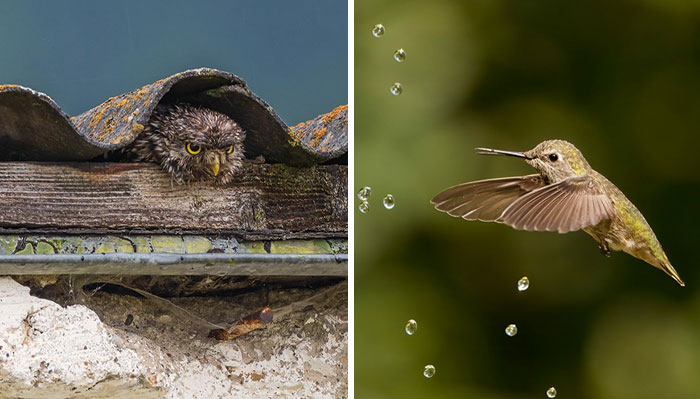 Las mejores 25 fotos de los premios al Fotógrafo de aves del año 2022