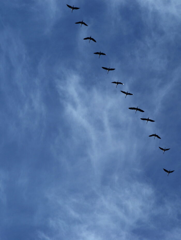I Love To See Cranes Heading South