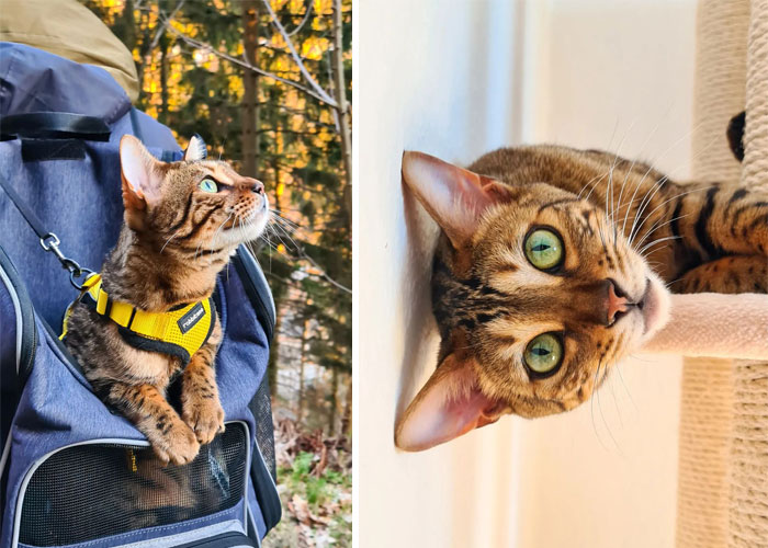 Winston - The Adventure Cat