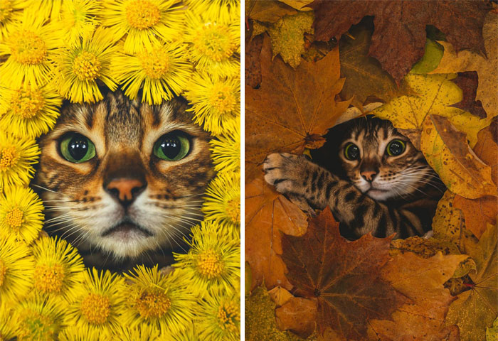 Cute Bengal Cat Named Billie