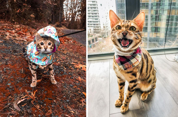 Bengal Kitten Named Sierra