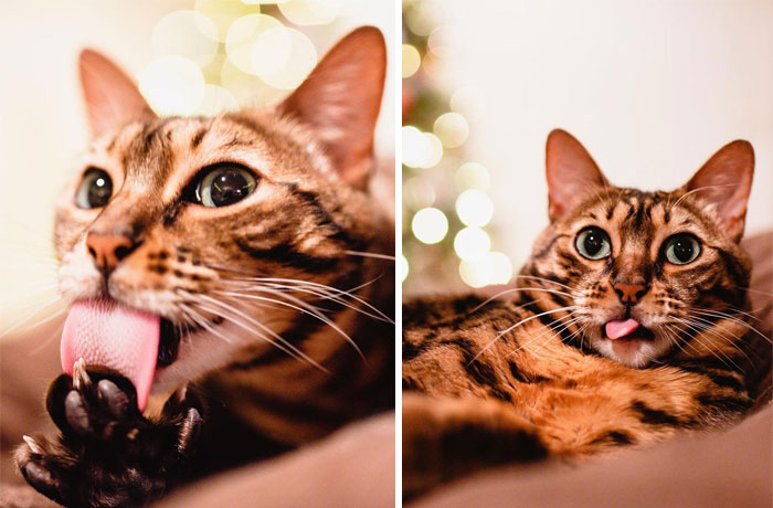 Cute Bengal Cat Named Roxy