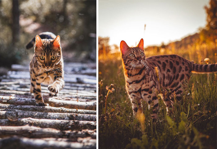 Bengal Cat Orion