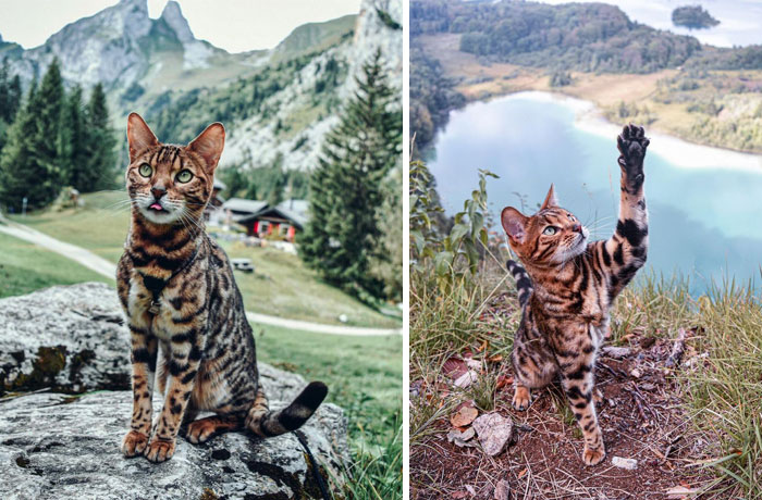 Nelson The Little Adventurer