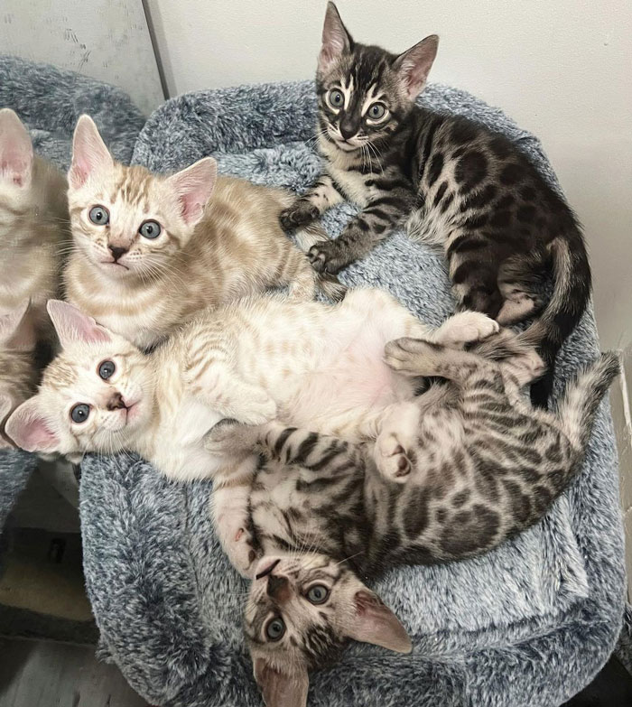 Starrbengals