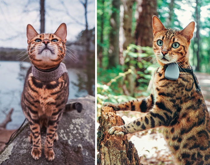 Kazuki Adventure Bengal