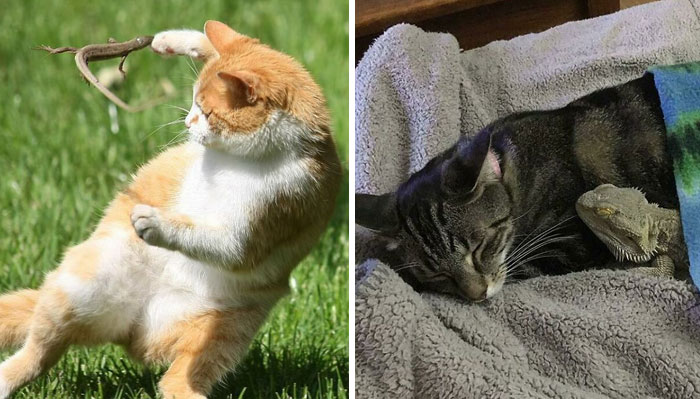 40 Lagartos demostrando que pueden ser adorables