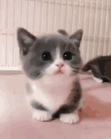 I Found These Adorable Animal Gifs On The Internet, And Wanted To Share Them. (16 Gifs)