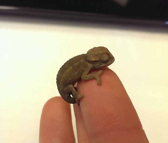 My Friends Lizard Had Babies