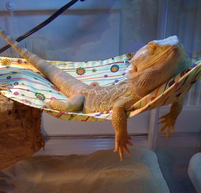 Lounge Lizard