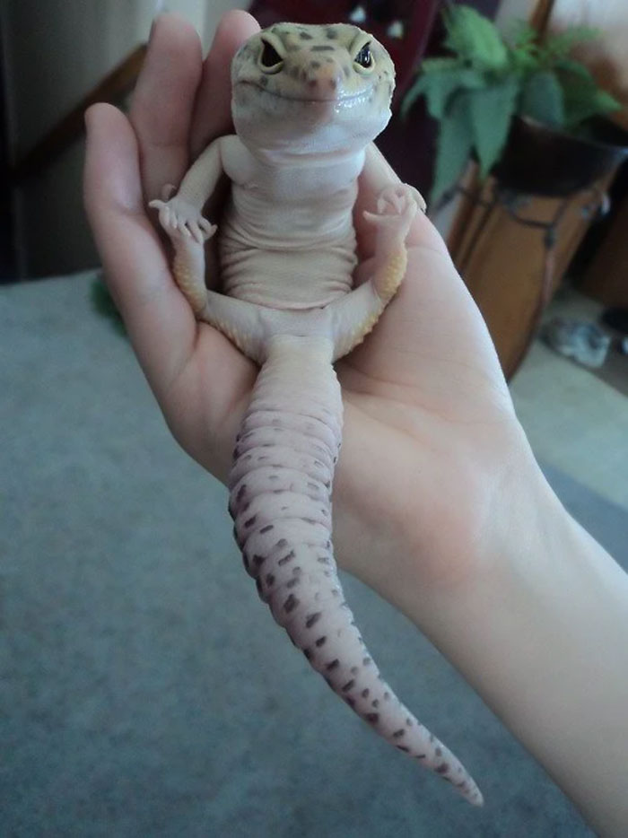 Smug Lizard
