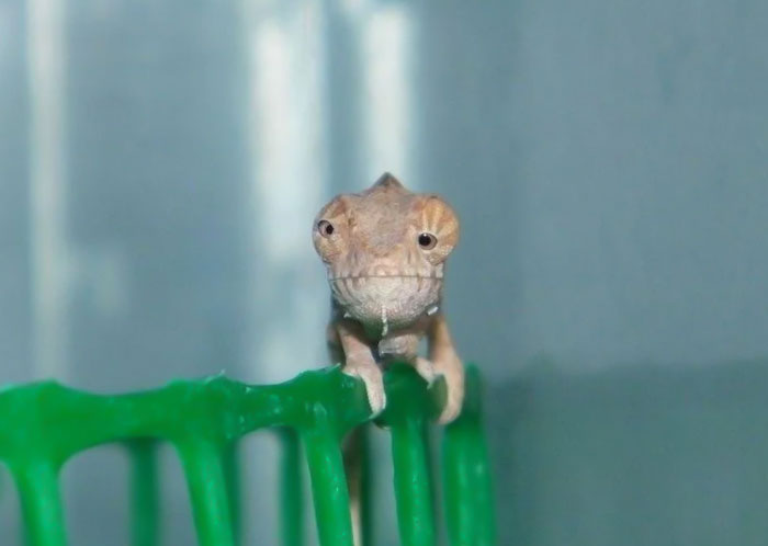 Just Hatched Chameleon