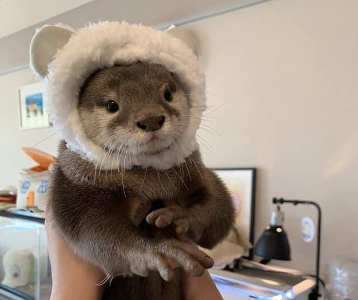 Otter wearing a fluffy white hat, held up in a cozy room setting, showcasing one of the cutest animals.
