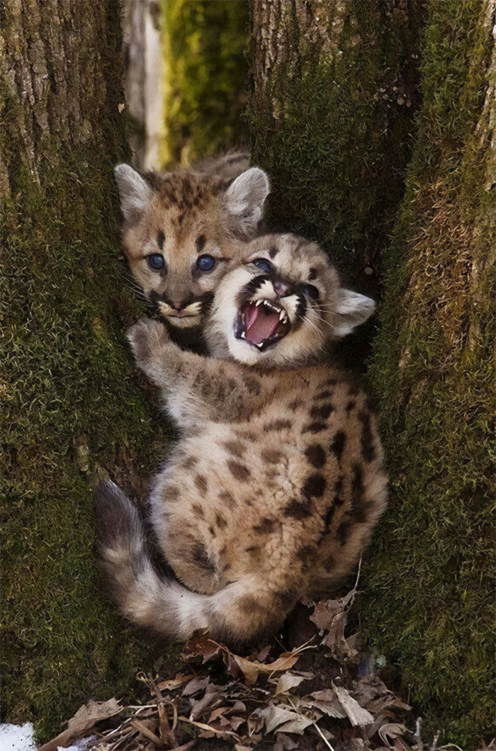 Tiny Mountain Lion Kittens