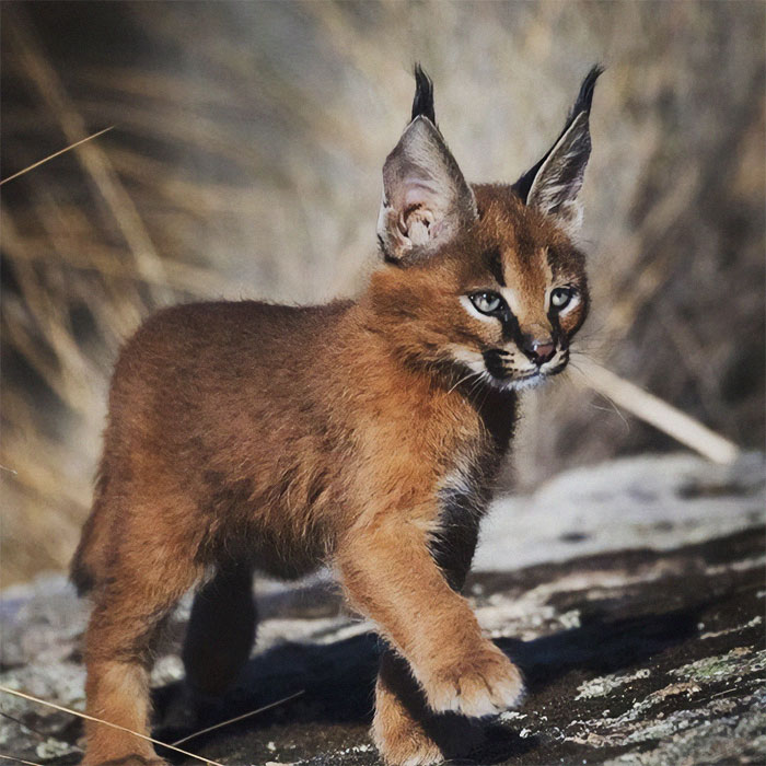 Caracal Kitten