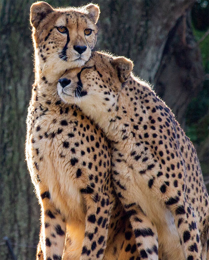 Cheetah Love