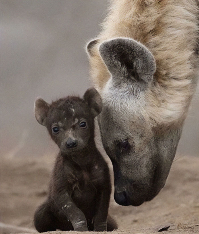 Sweet Moment Between Mum And Pup