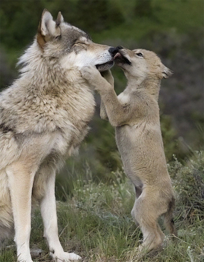 Wolf Kisses