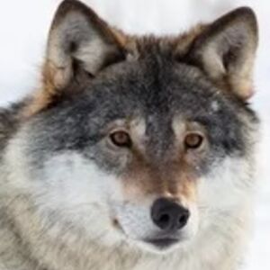 debrarobinson_2 avatar