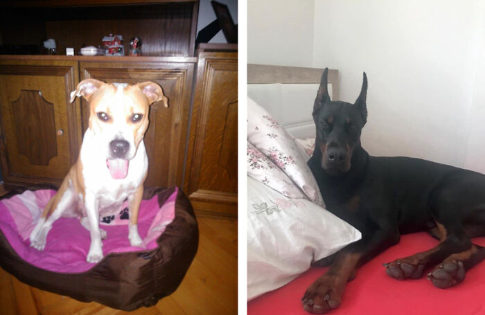 The 5 Most Crucial Life Lessons My Pitbull Dog Dina Taught Me (32 Pics)