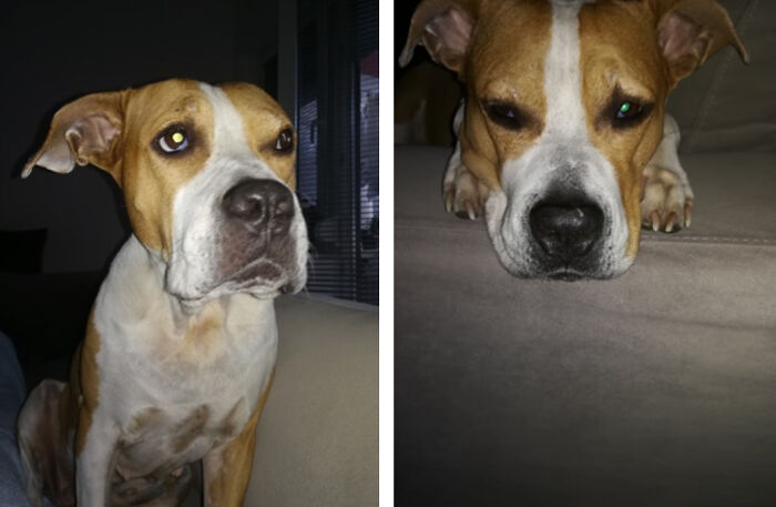 The 5 Most Crucial Life Lessons My Pitbull Dog Dina Taught Me (32 Pics)