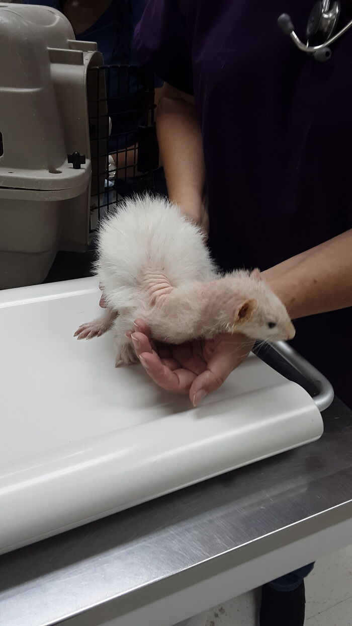 Ferret With Alopecia. Not Mine, Shadowing Local Vet For Senior Project