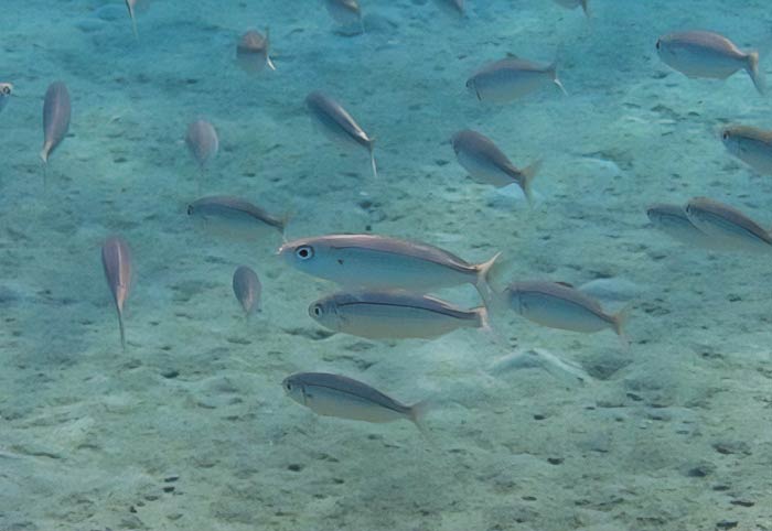 Boops Boops swimming underwater 