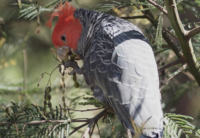 Gang-Gang Cockatoo eating berries 