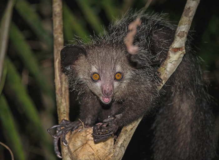 Aye-Aye on the tree branch 