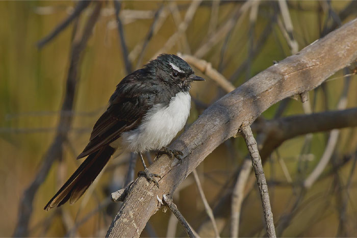 Willie Wagtail on the tree branch 