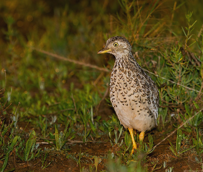 Plains-Wanderer walking in the grass 