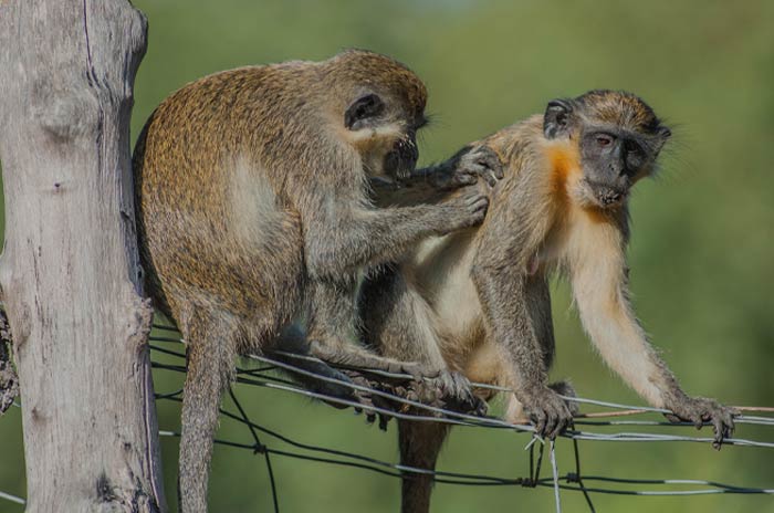Green Monkeys cleaning each other 